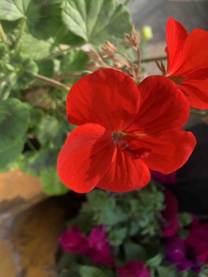 Flowers