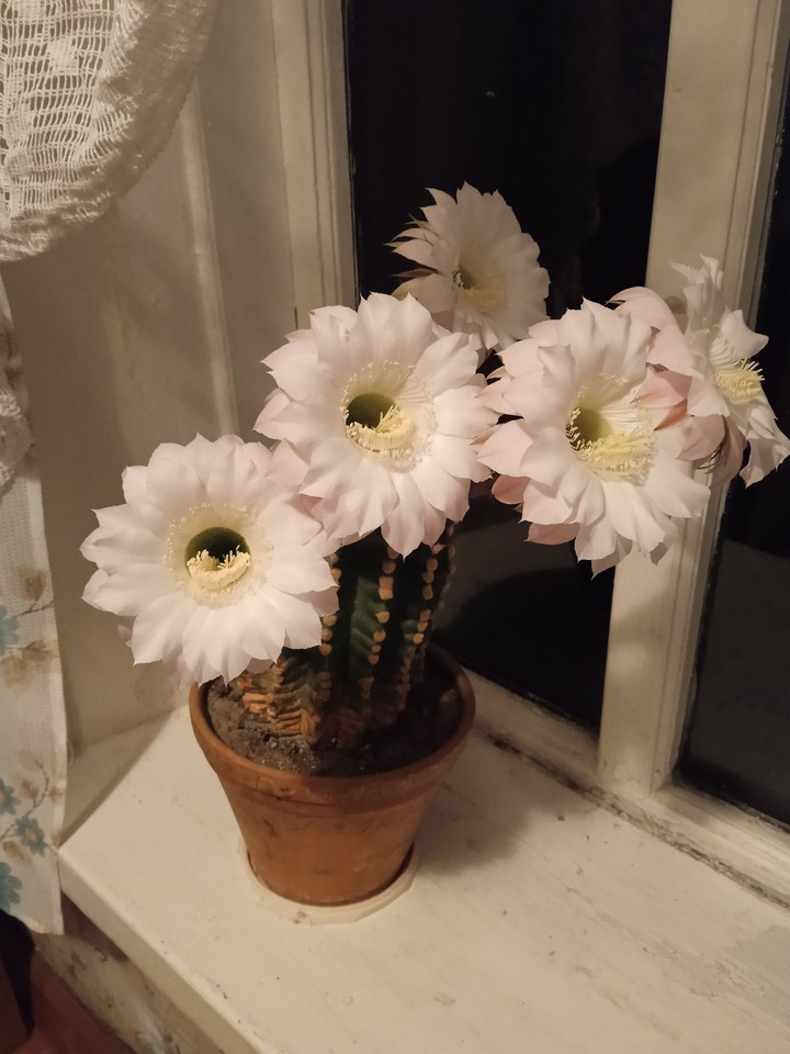 Flower's