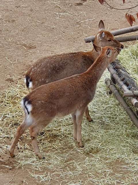 서울숲 사슴2