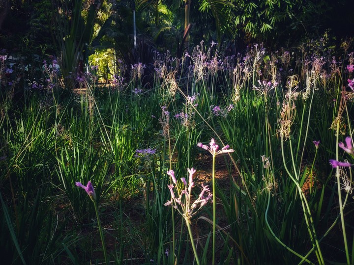 Forest or purple