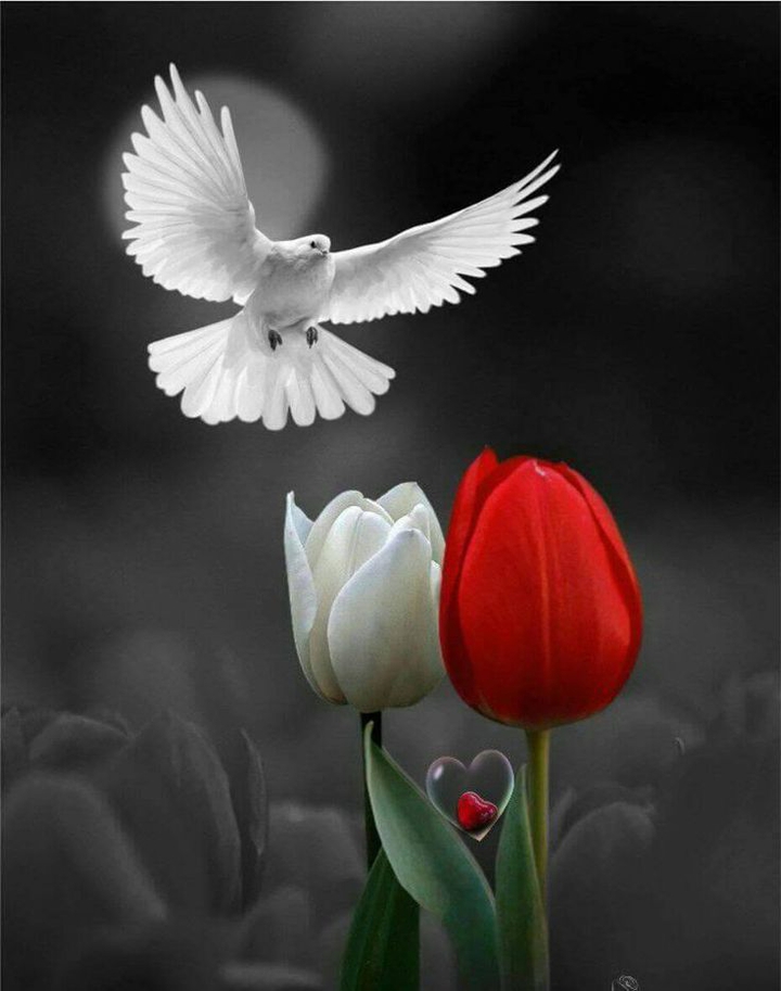 Tulips,heart and the bird.