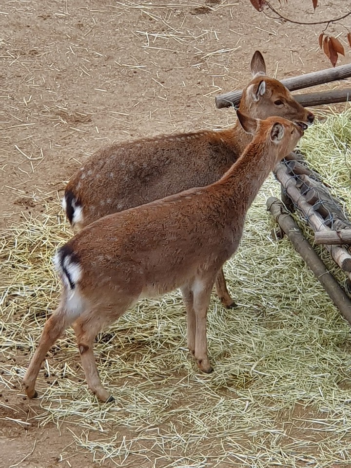 서울숲 사슴2