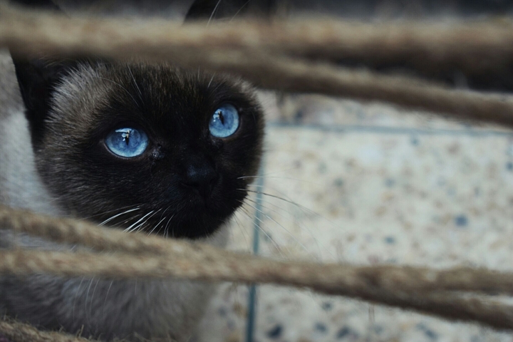 Lily the Siamese Cat