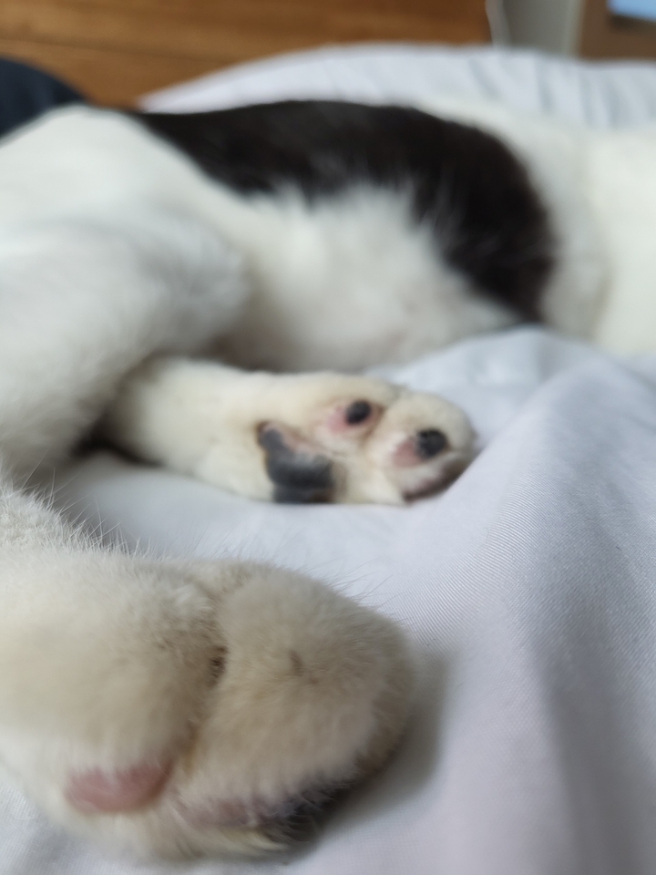 냥이