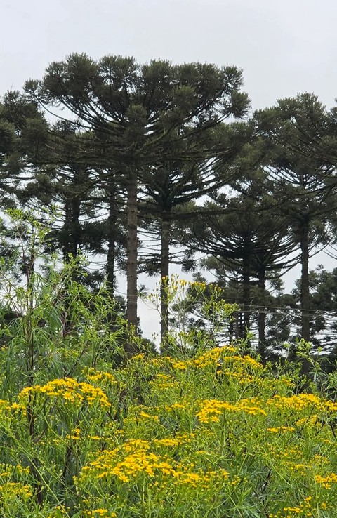 Vegetation