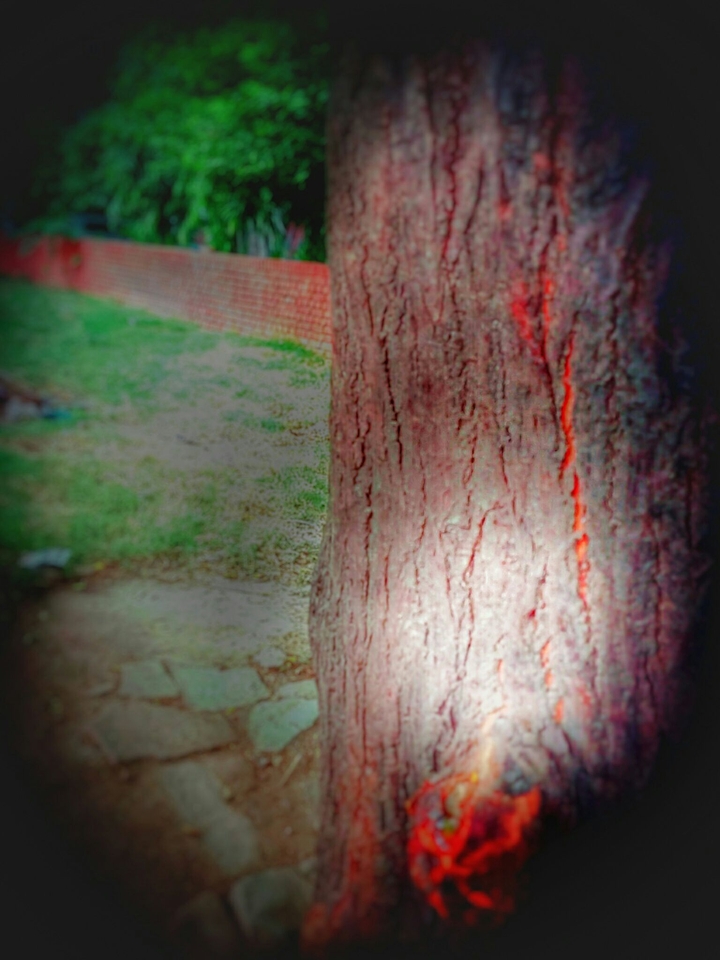 #Burning #Tree$