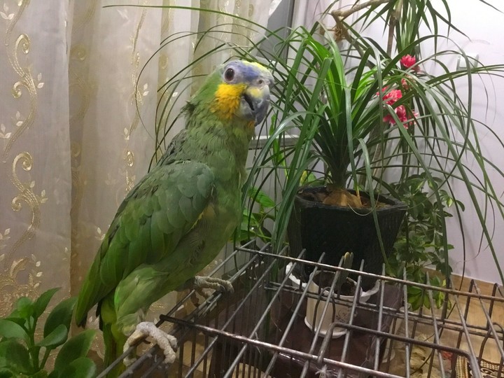 lovely parrot