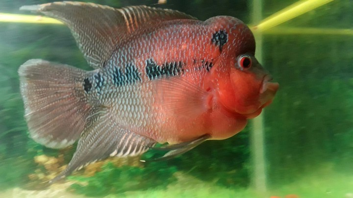 Flowerhorn fish -Monster Kok flowerhorn fish
