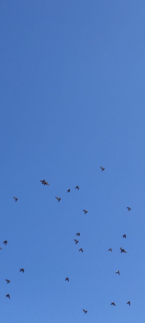 skybirds