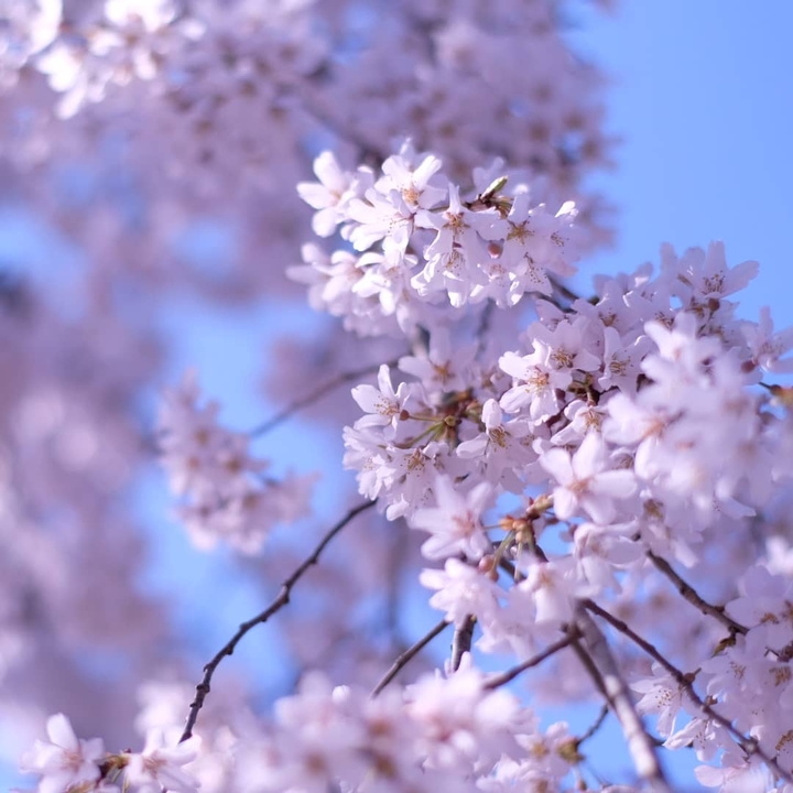 Cherry Blossoms