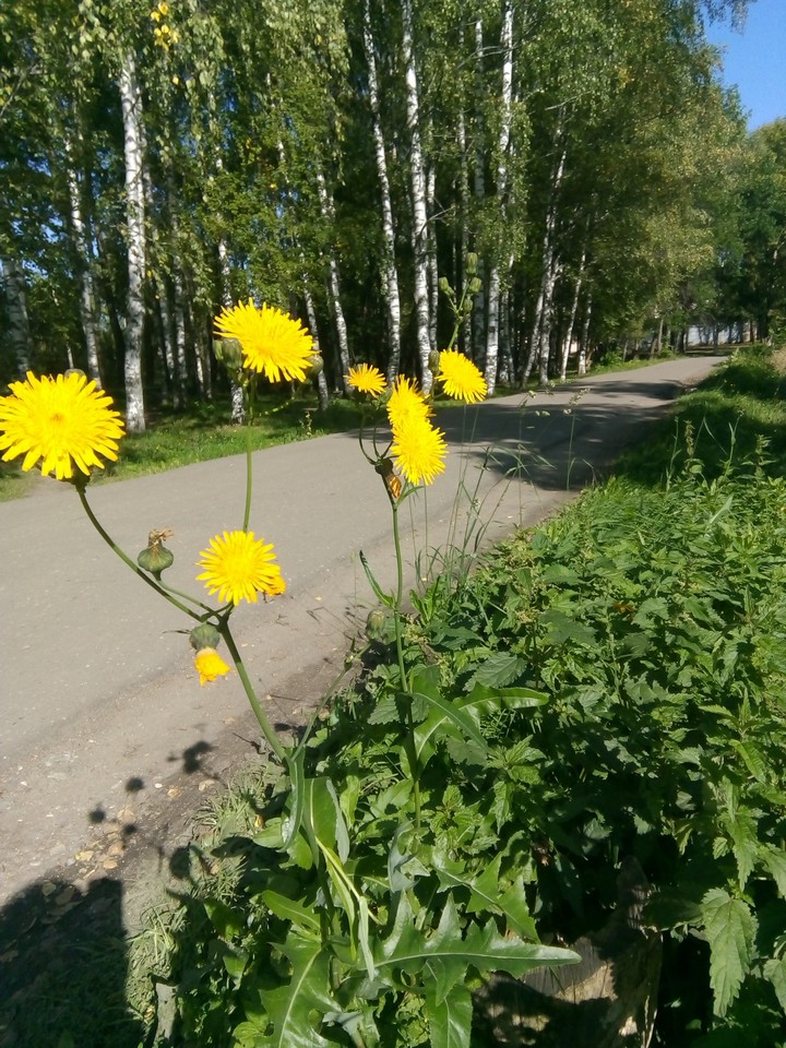 цветочки