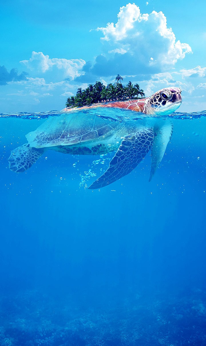 Summer turtle