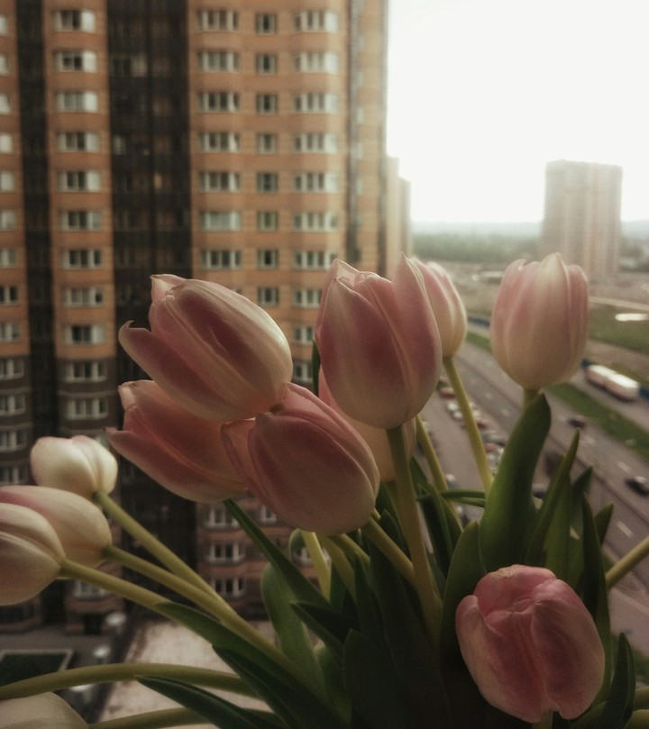 tulips