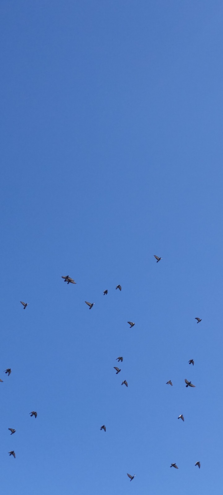 skybirds