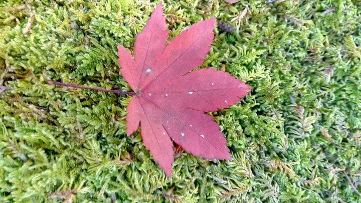 maple