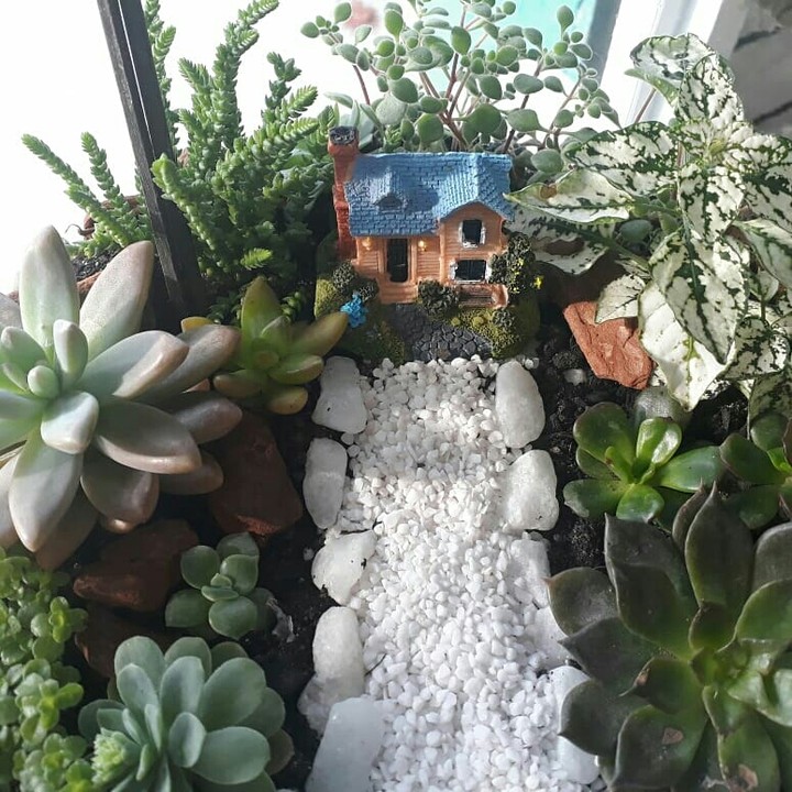 suculenta