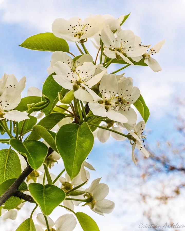 spring