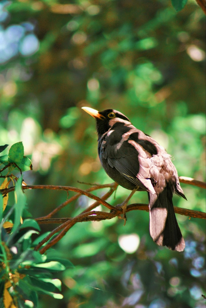 bird-my click-