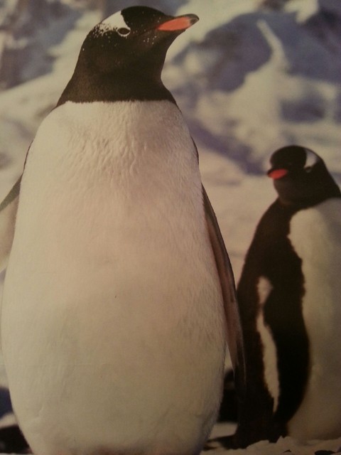 Penguins