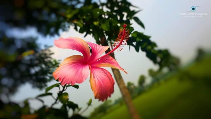 Red Flower