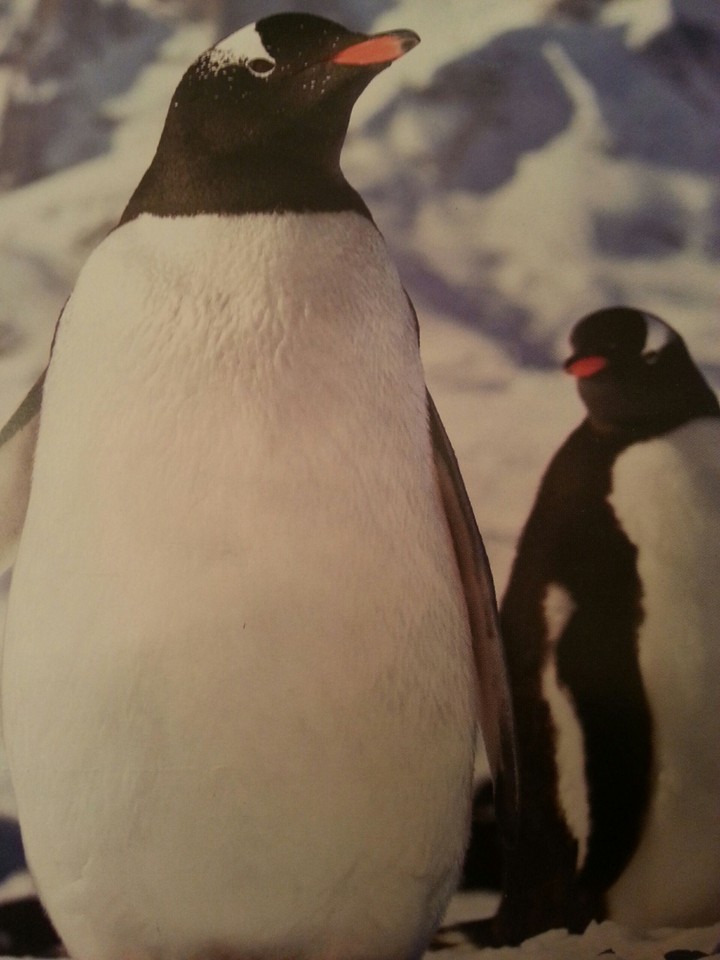 Penguins