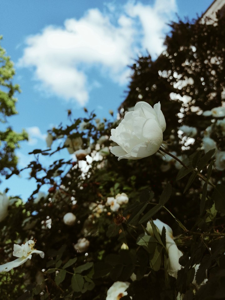 White rose
