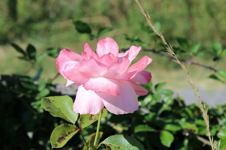 Rosa