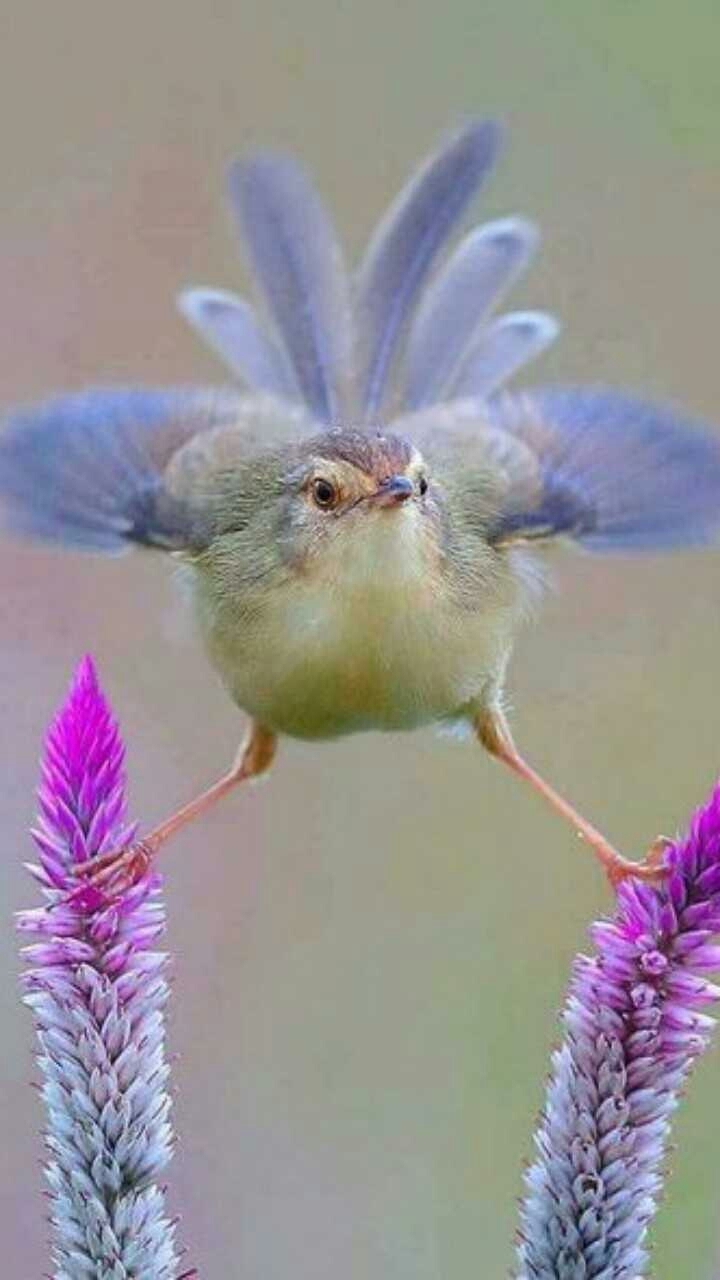 bird