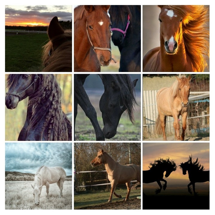 horses
