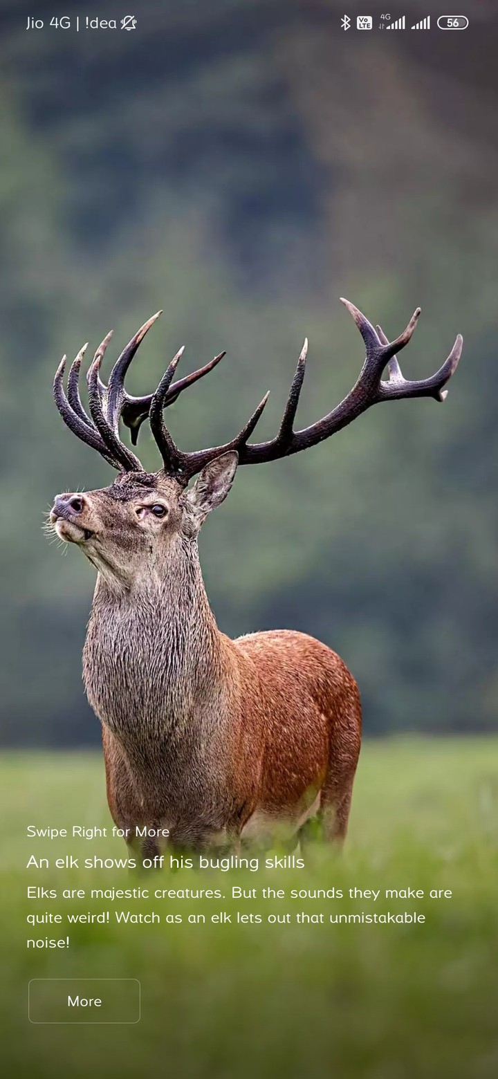 deer
