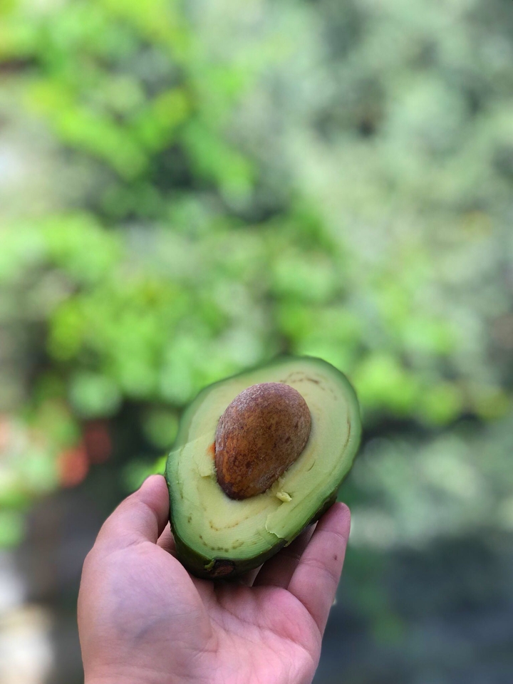 avacado