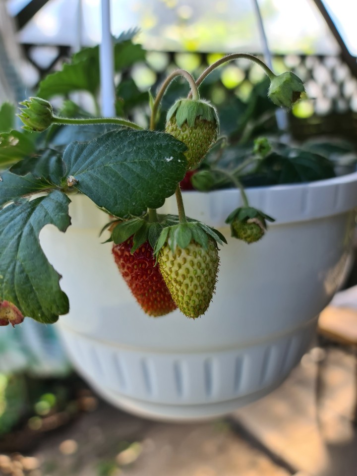 strawberry