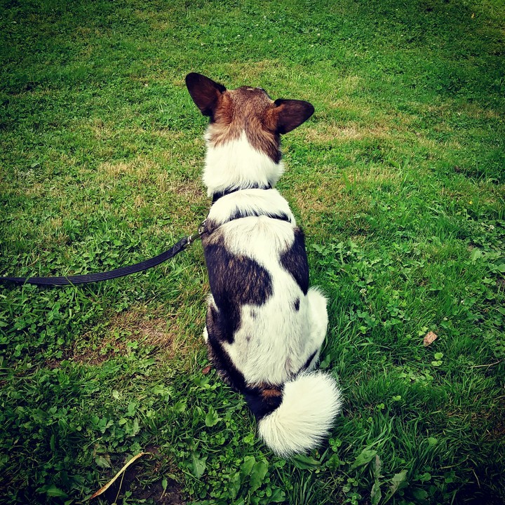 Dog
