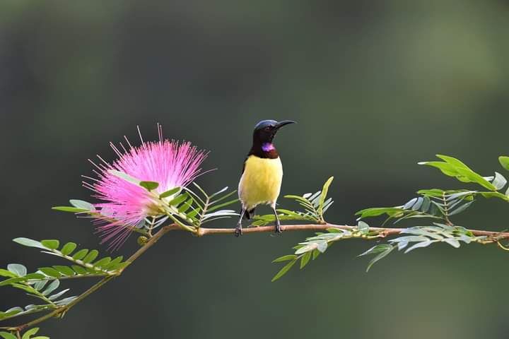 Purple Sunbird