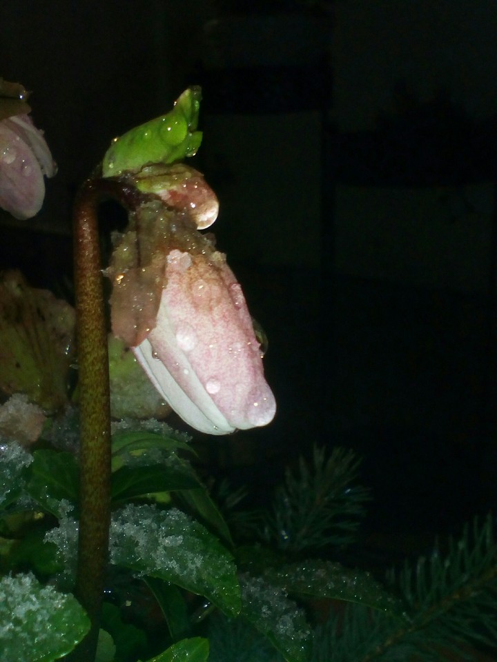 pink flower