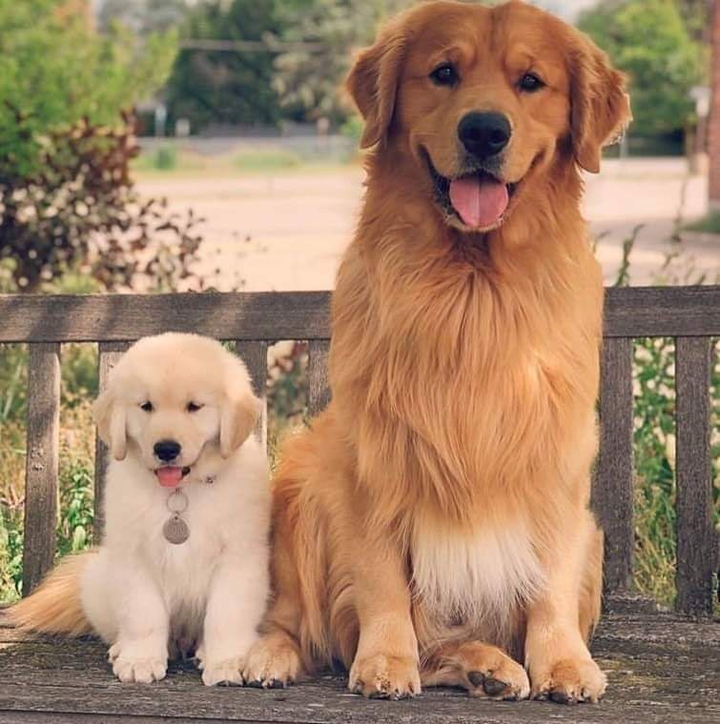 golden retriever