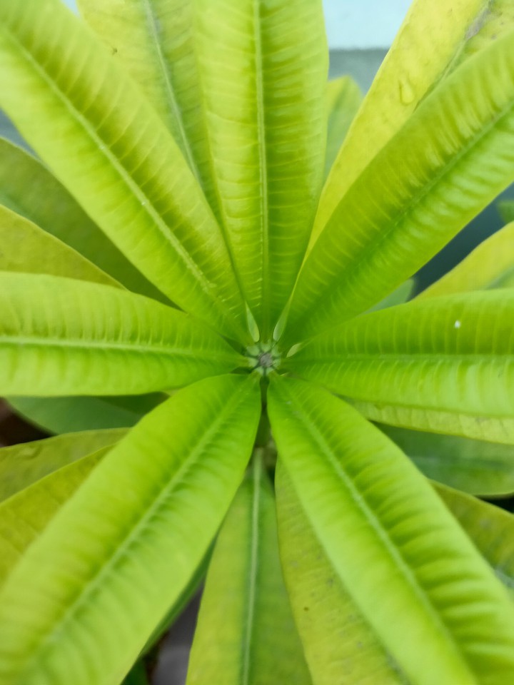 Leafs