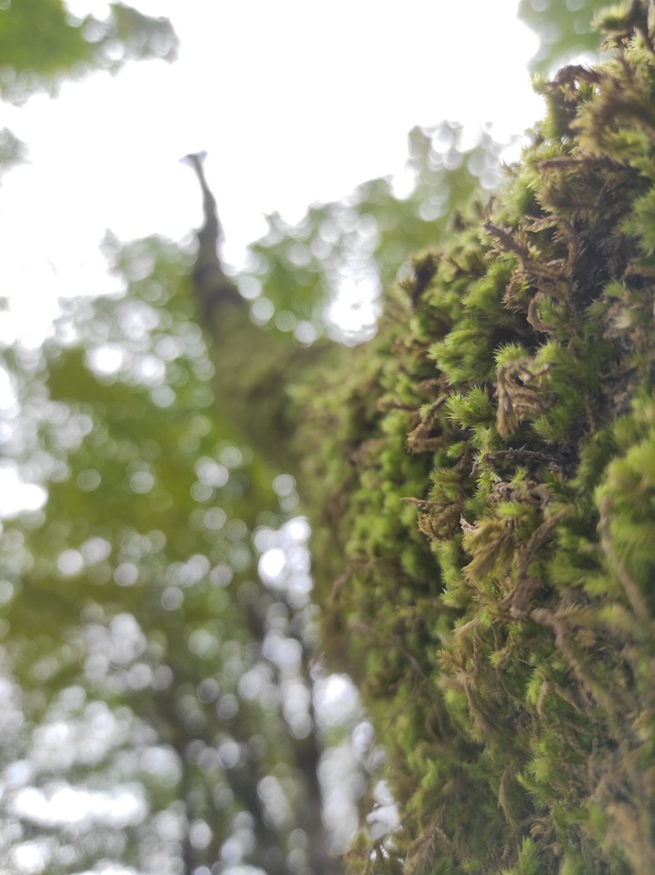 kind tree ?