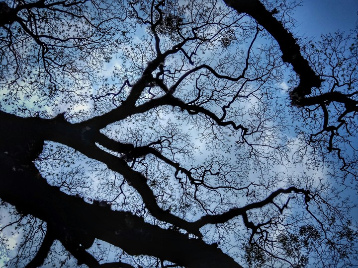 The tree of affection.