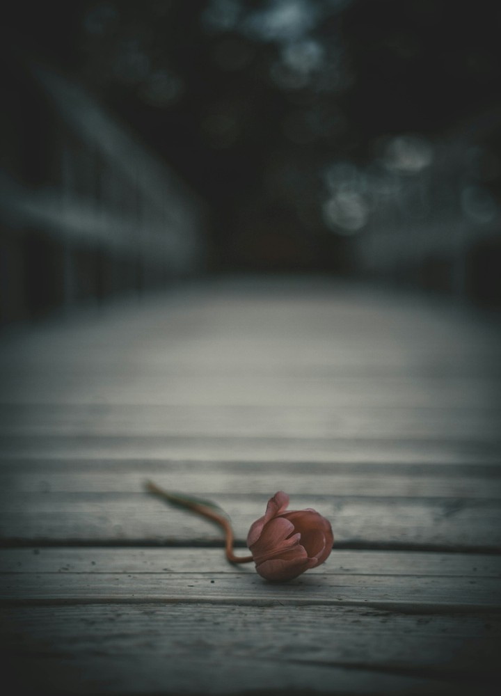 flowers for you.!✌