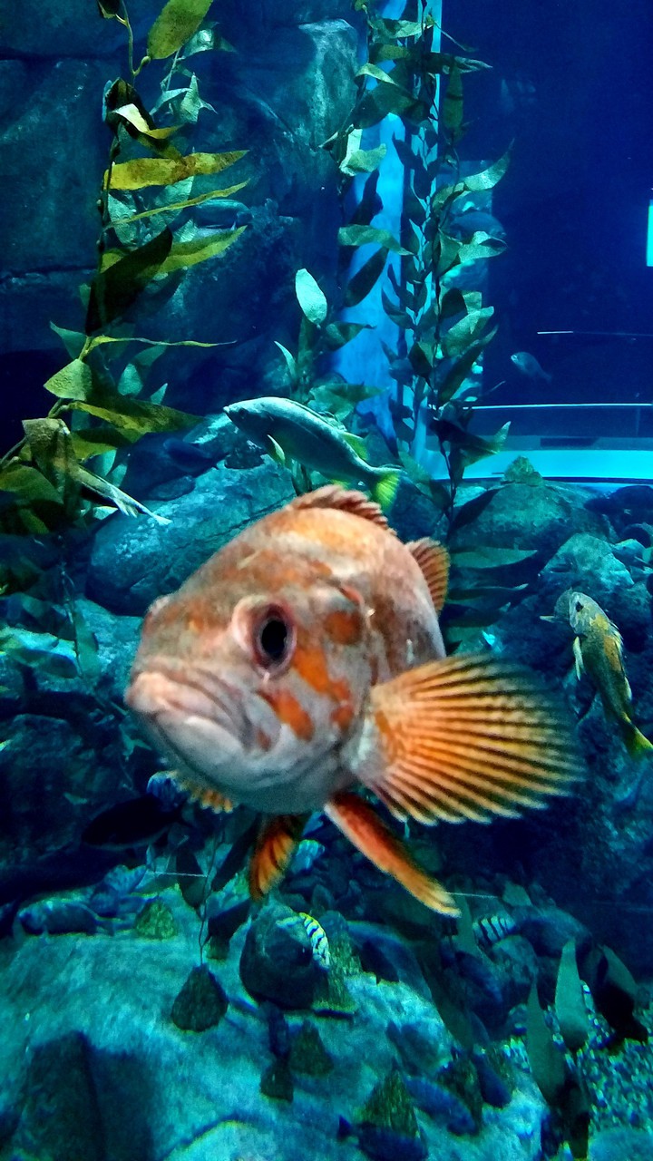 here fishy