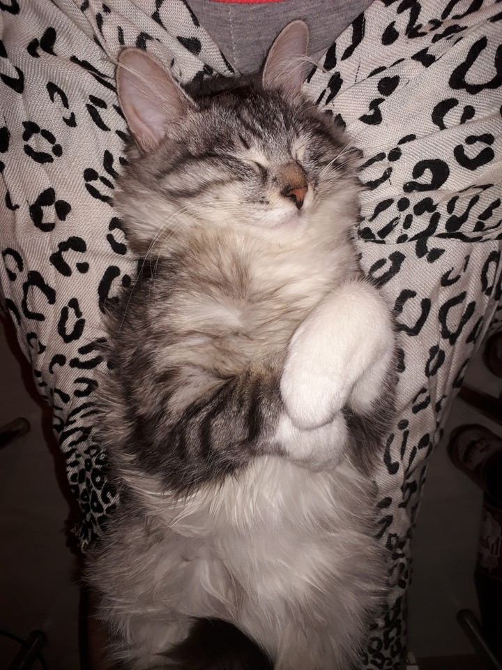 кошка