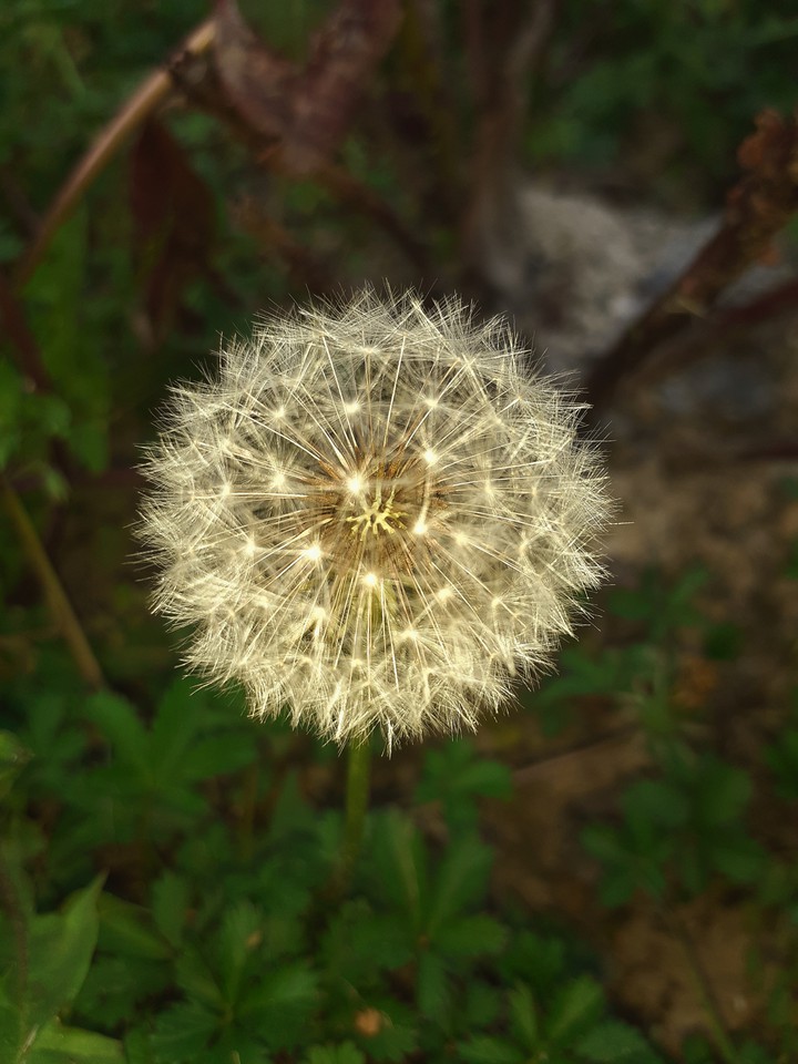 Nature
