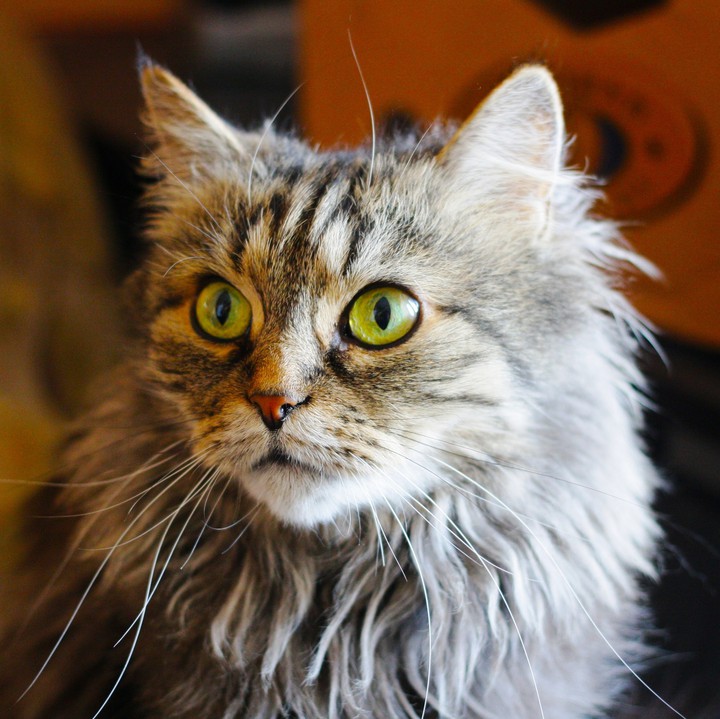 Кошка