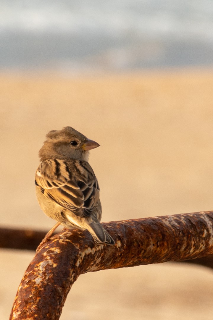 Sparrow