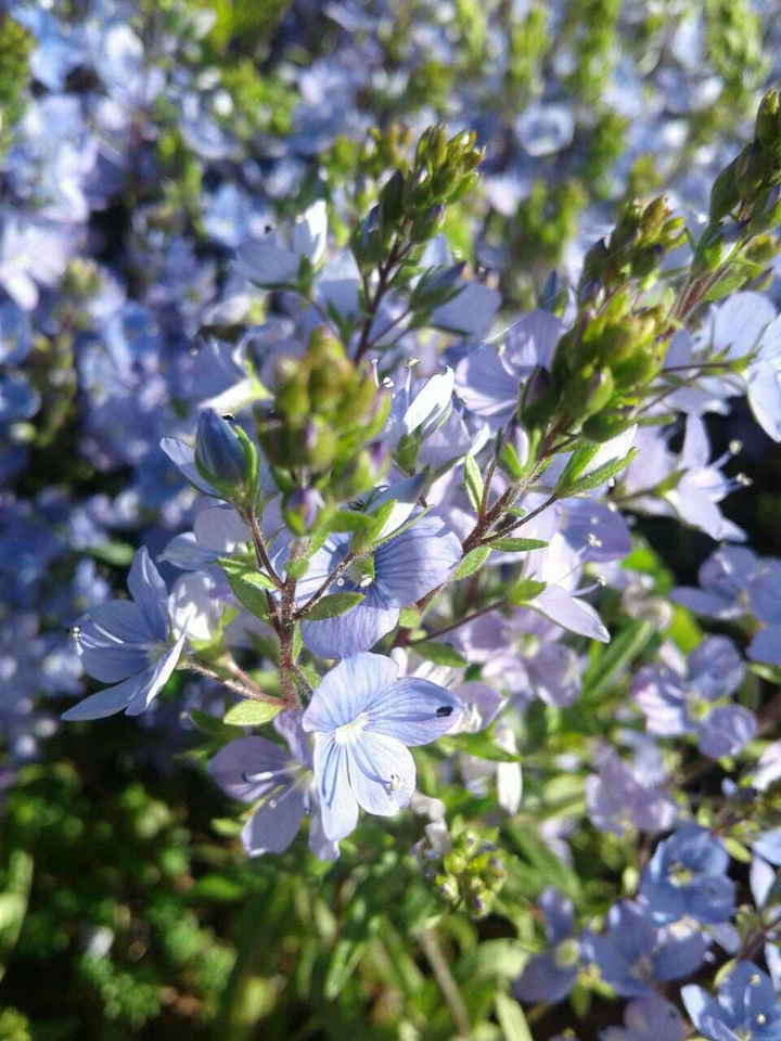 spring