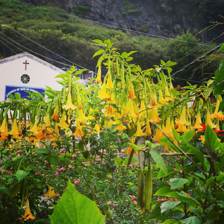 Flowers
