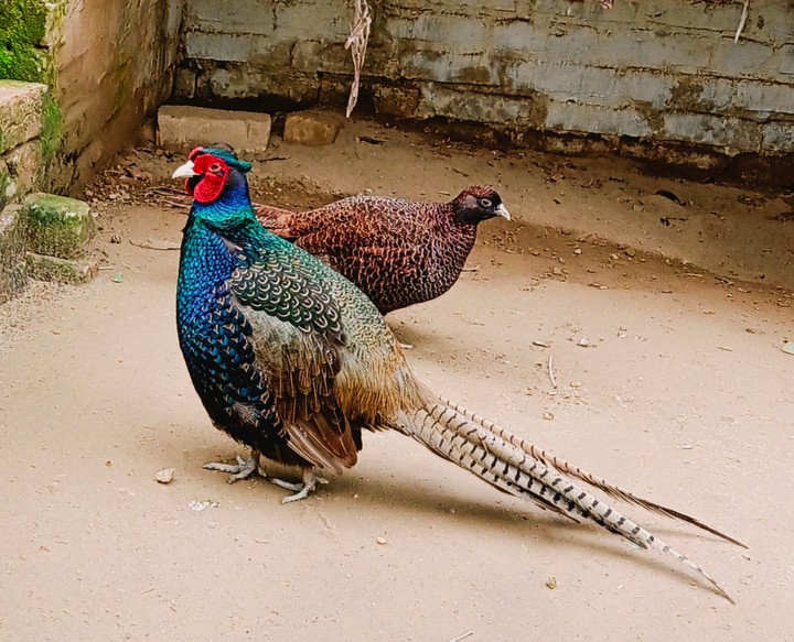 Pheasants