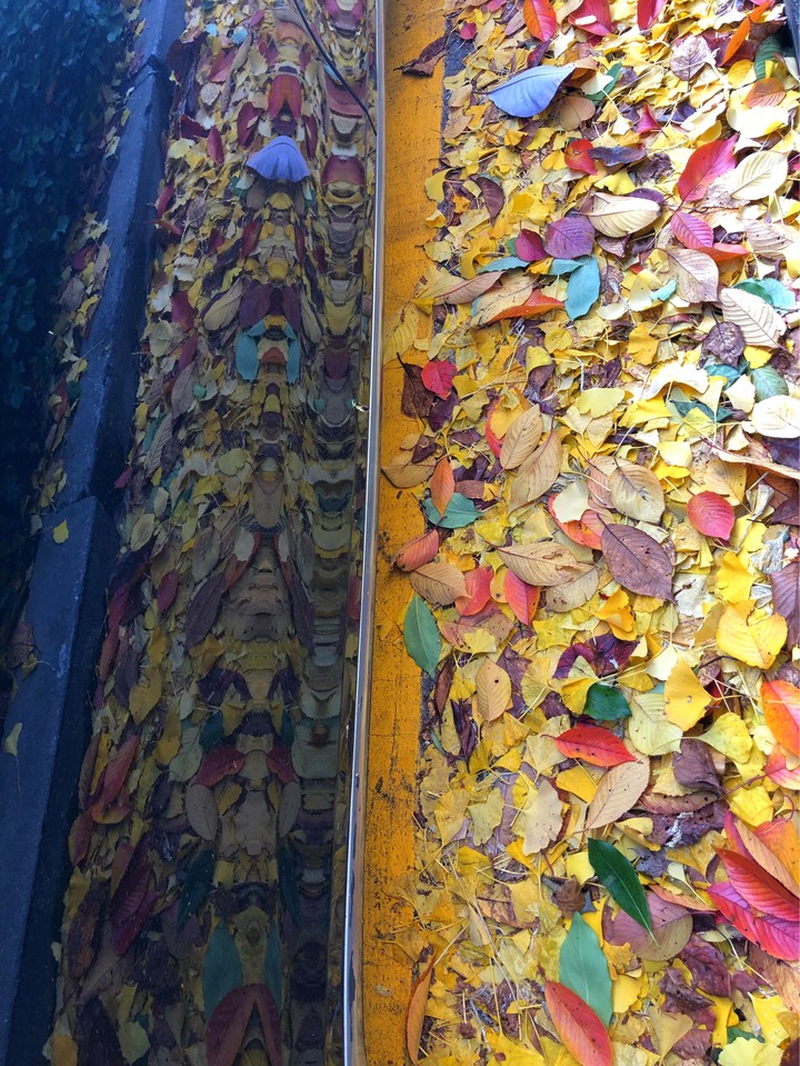 color leaf