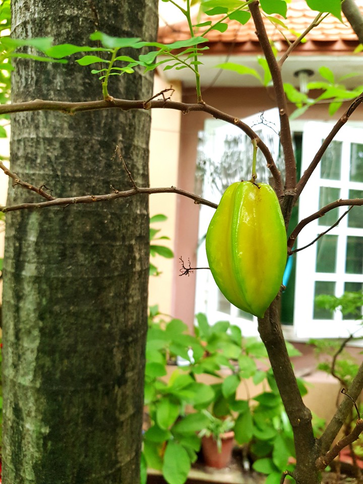 Khế chín